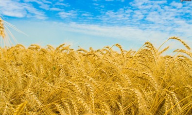campo-di-grano-155958